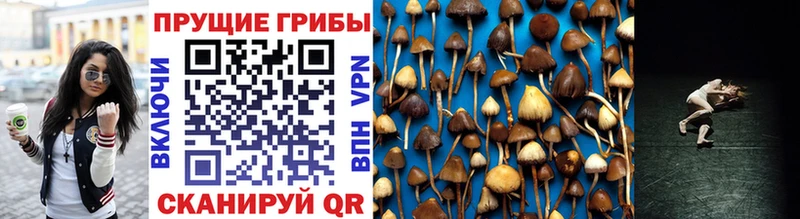 Галлюциногенные грибы Cubensis где купить Урай